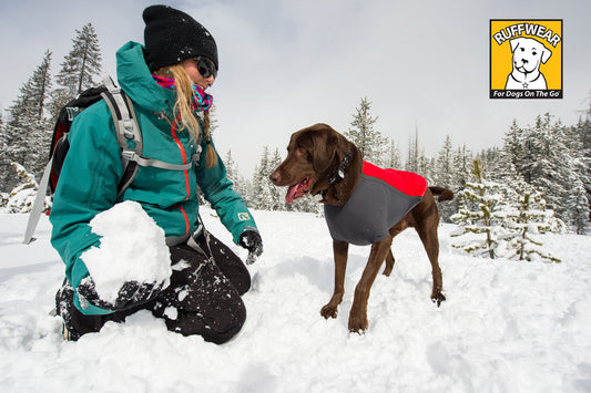 Protect Your Powder Hound: Winter Safety Tips for Your Dog