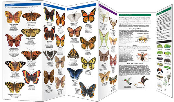 Waterford Press - New England Butterflies Pollinators