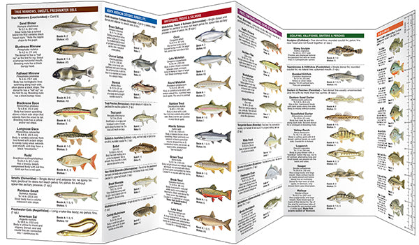 Waterford Press - Vermont Freshwater Fishes