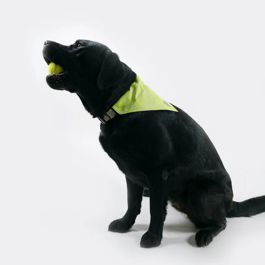 Skida - Dog Bandana - Neonwaves