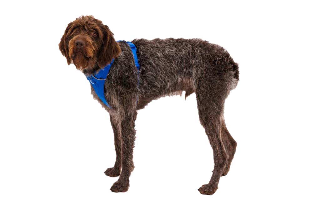 Ruffwear - Front Range Harness - RED CANYON