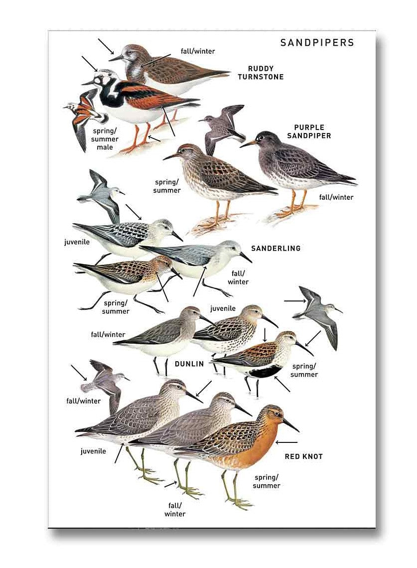 The Peterson Field Guide to Birds of Eastern and Central North America, Seventh Edition