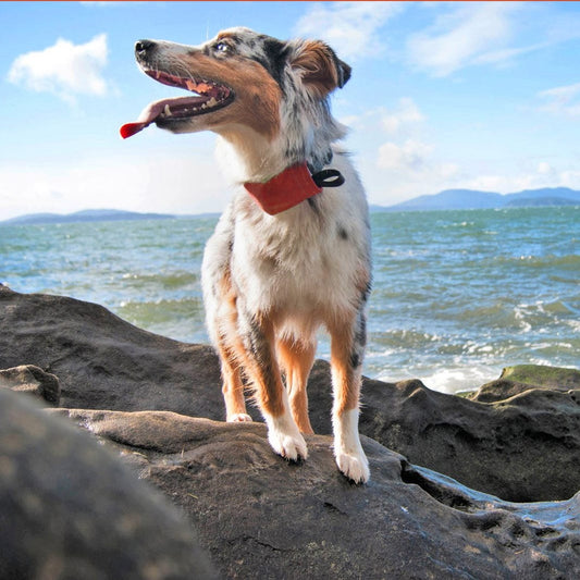 Nite Ize - RadDog All-In-One Collar - Red