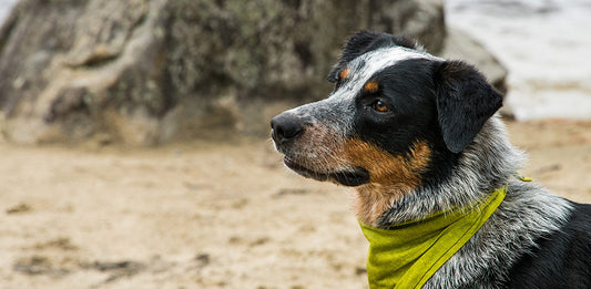 The Best Dog Gear for Summer 2018