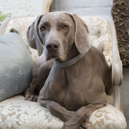 Lupine - 1" Adjustable Eco Dog Collar