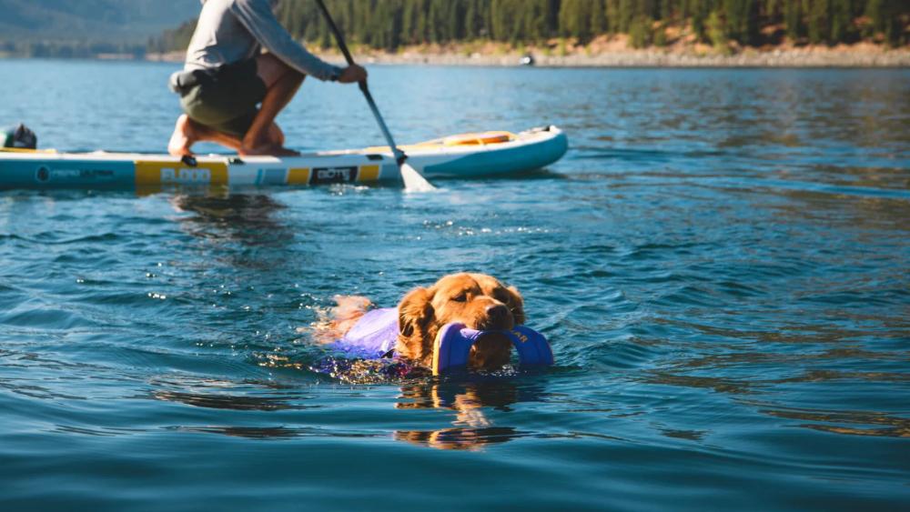 Ruffwear - Hydro Plane Toy - Tangelo Orange