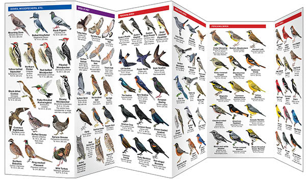 Waterford Press - New England Birds
