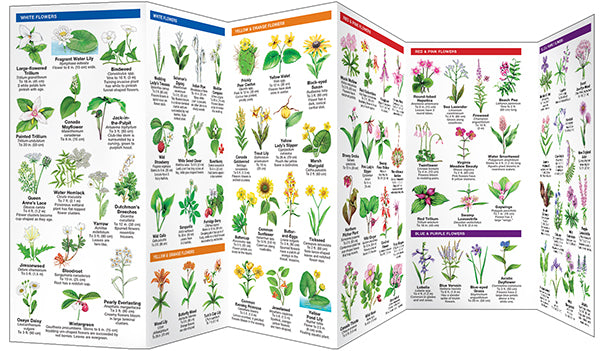 Waterford Press - New England Trees And Wildflowers