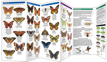Waterford Press - New England Butterflies Pollinators