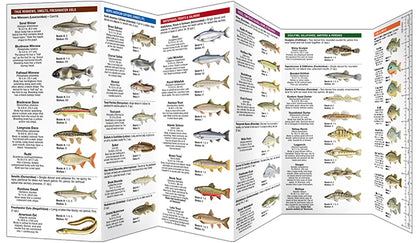 Waterford Press - Vermont Freshwater Fishes