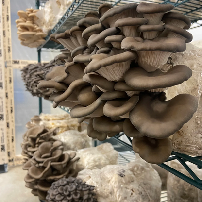 Farm to Summit - Mushroom Pot Pie