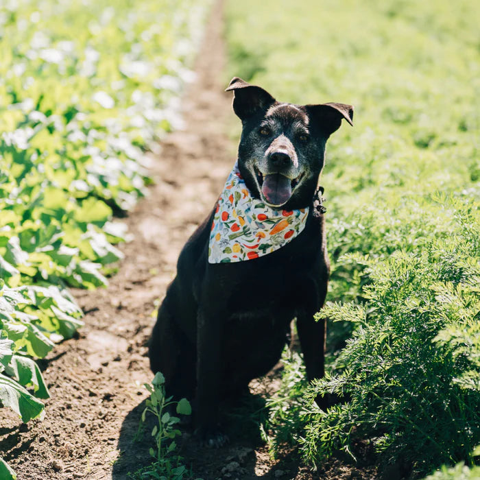 Skida - Dog Bandana - Gather