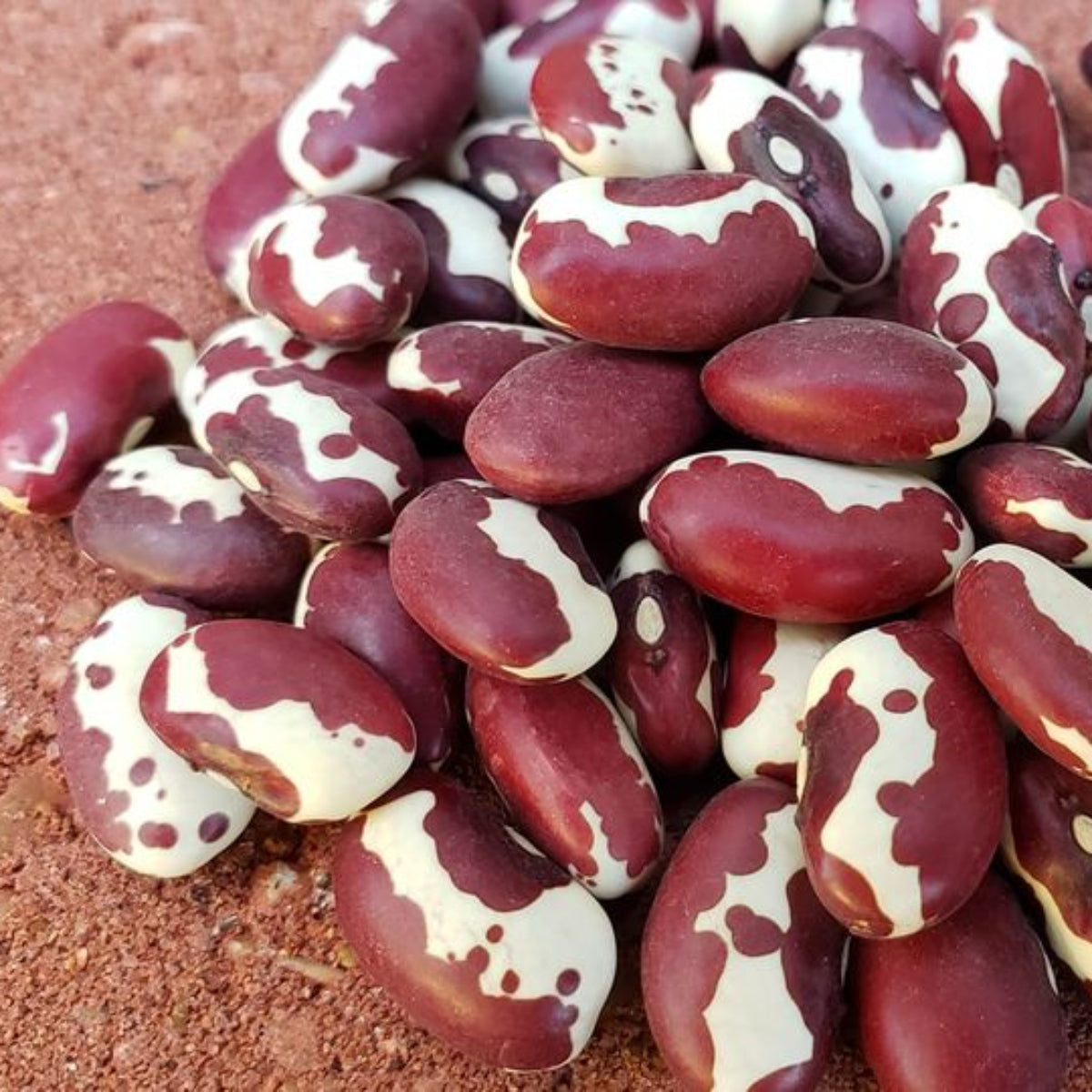 Farm to Summit - Puebloan Beans and Rice