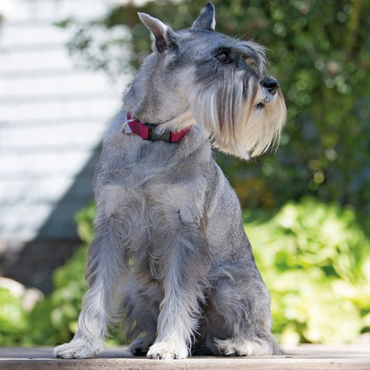 Lupine - 3/4" Adjustable Eco Dog Collar - Charcoal