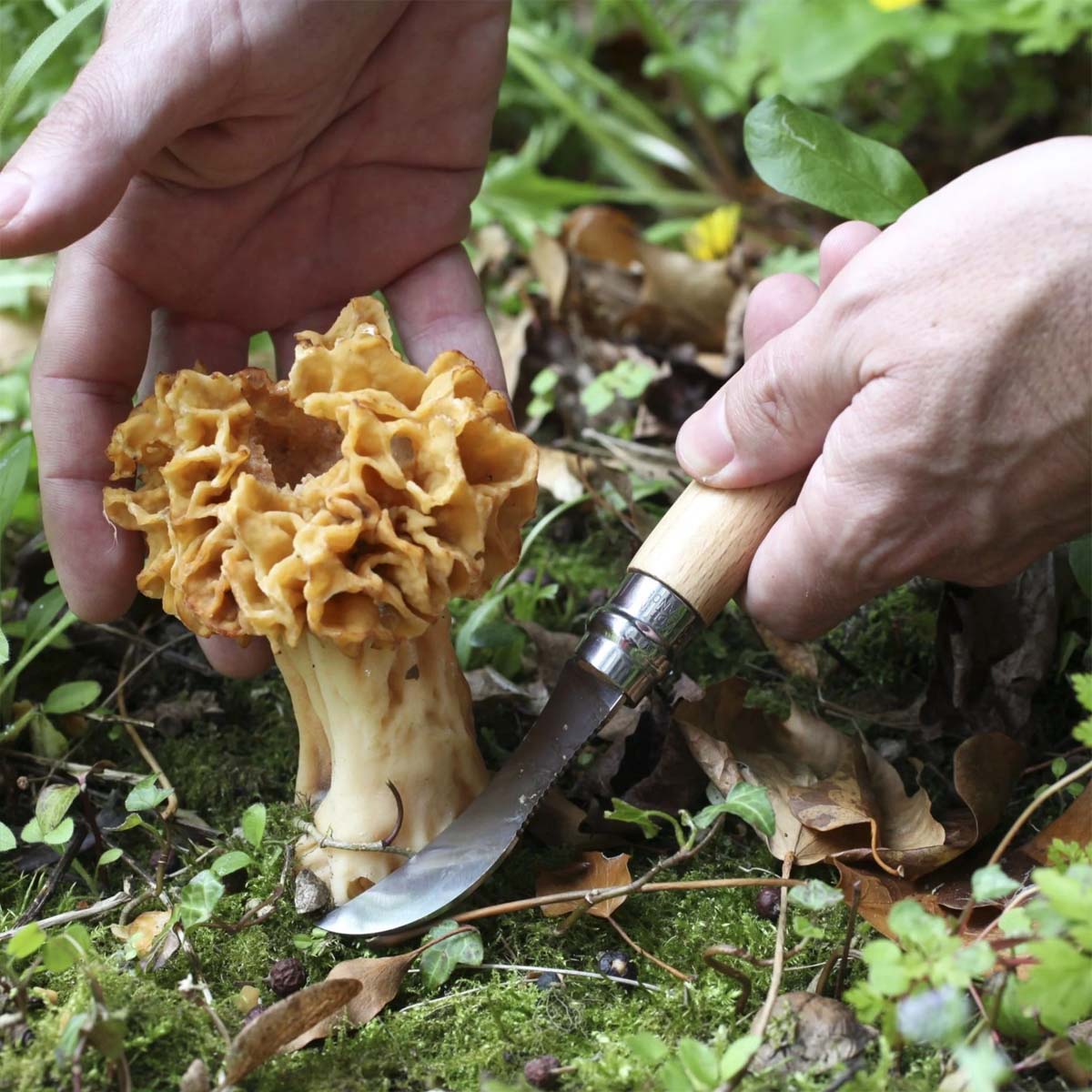 Opinel - No.08 Mushroom Knife w/Brush