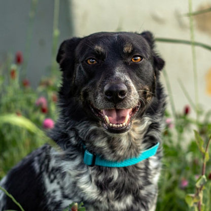 Lupine - 1" Adjustable Eco Dog Collar