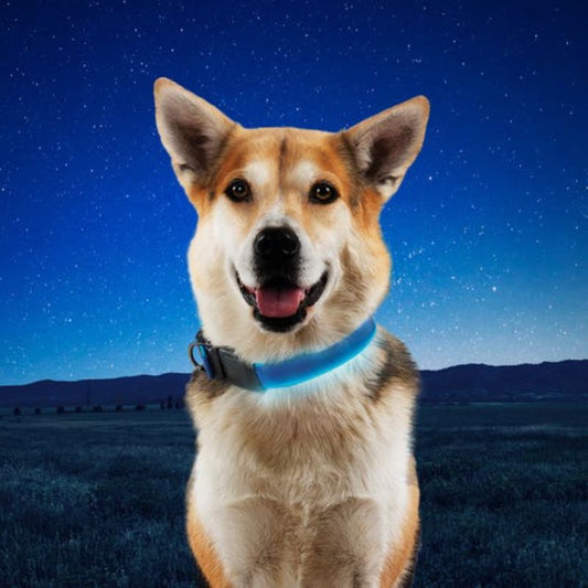Nite Ize - NiteDog Rechargeable LED Collar - Blue/Blue LED