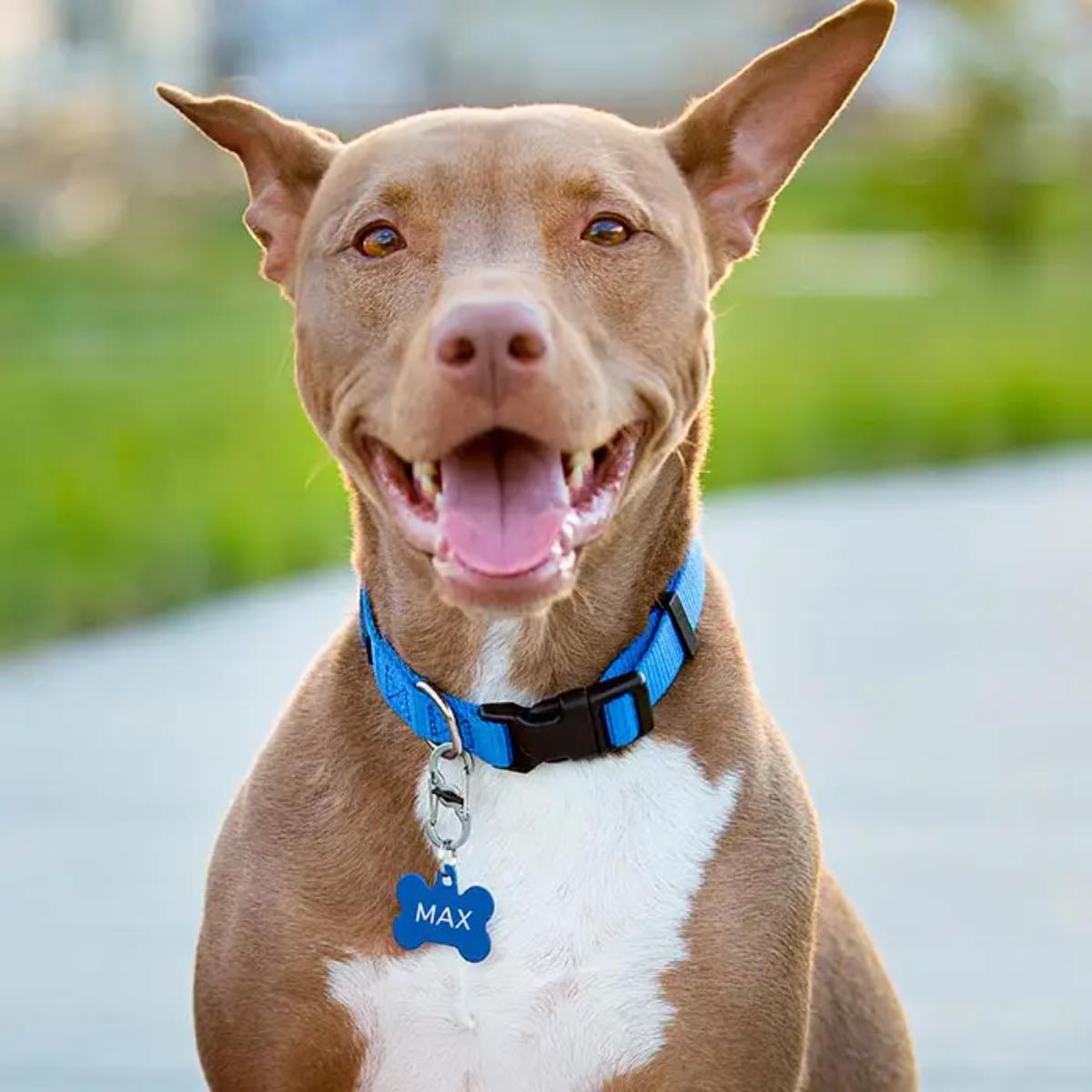 Nite Ize - S-Biner TagLock Stainless Steel