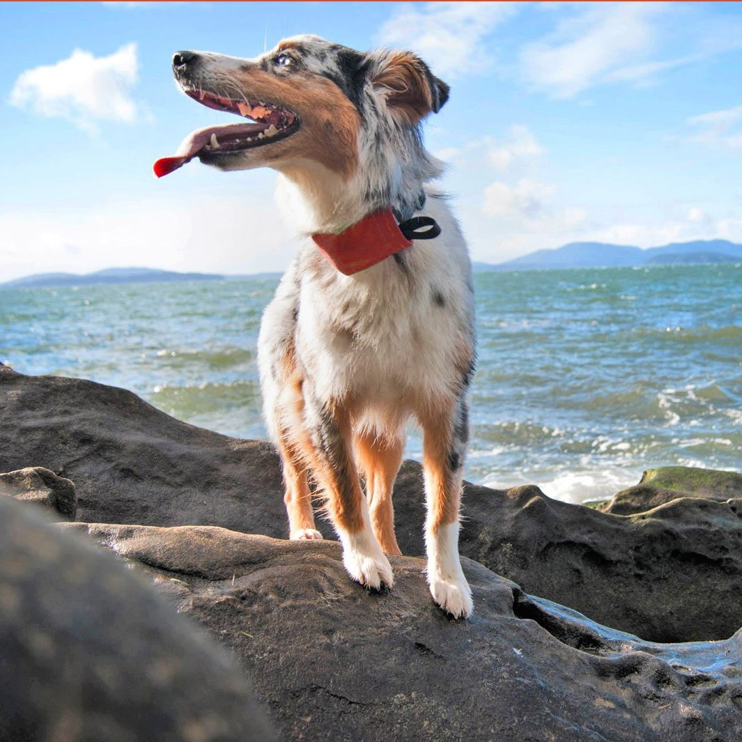 Nite Ize - RadDog All-In-One Collar - Red