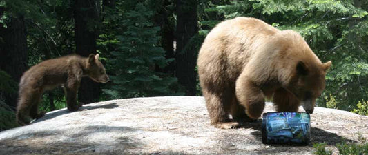 Bearvault - BV 500